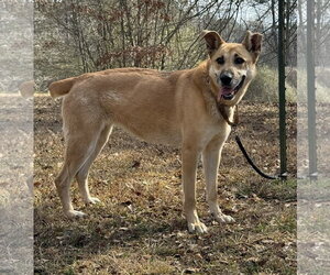 Golden Shepherd Dogs for adoption in Attalka, AL, USA