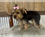 Small #4 Yorkshire Terrier