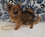 Puppy 3 Yoranian