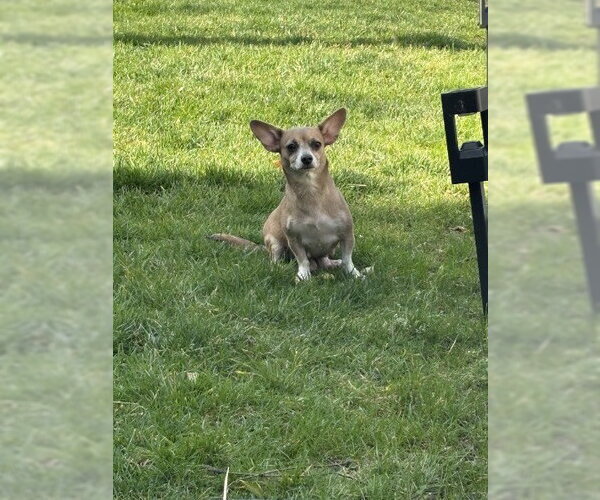 Medium Photo #4 Chiweenie Puppy For Sale in Oakhurst, NJ, USA
