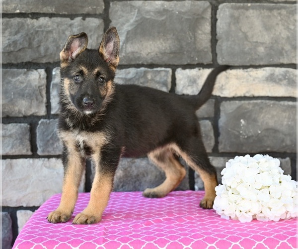 Medium Photo #5 German Shepherd Dog Puppy For Sale in MILLERSBURG, OH, USA