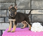 Small #4 German Shepherd Dog