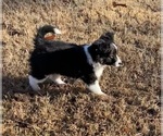Puppy Zig Zig Border Collie-Papillon Mix