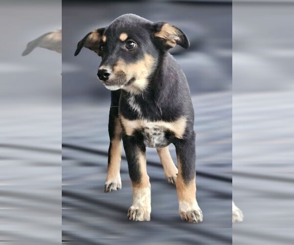 Medium Photo #2 Borador Puppy For Sale in Mt. Laurel, NJ, USA