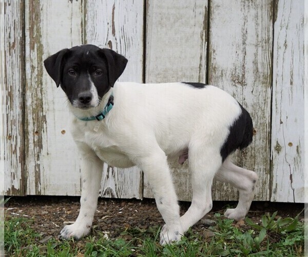 Medium Photo #2 Jack Russell Terrier-Unknown Mix Puppy For Sale in FREDERICKSBG, OH, USA