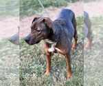Small #2 Mutt