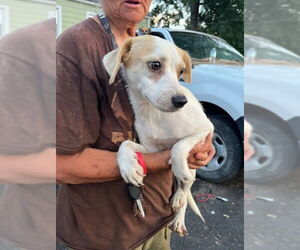 Beagle-Unknown Mix Dogs for adoption in Louisville, KY, USA