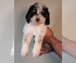 Puppy 3 Bernedoodle-Cavapoo (Miniature) Mix