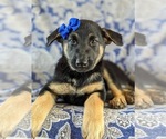 Small Photo #4 German Shepherd Dog Puppy For Sale in LINCOLN UNIV, PA, USA