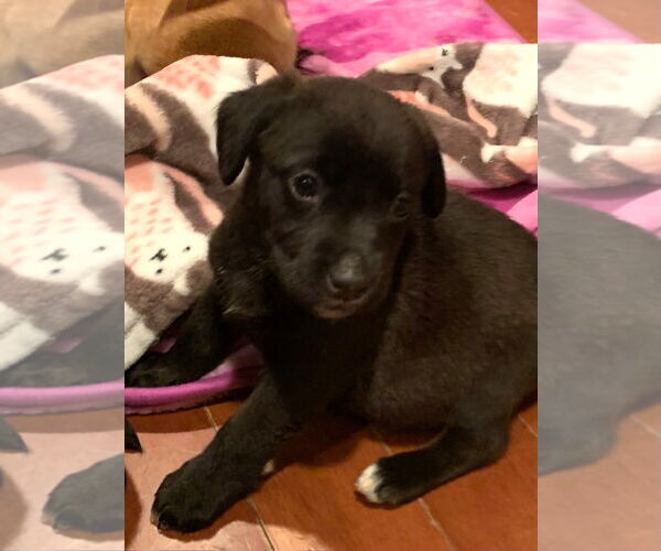 Medium Photo #1 Labbe Puppy For Sale in Wheaton, IL, USA