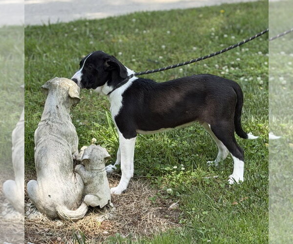 Medium Photo #3 Mutt Puppy For Sale in Yardley, PA, USA
