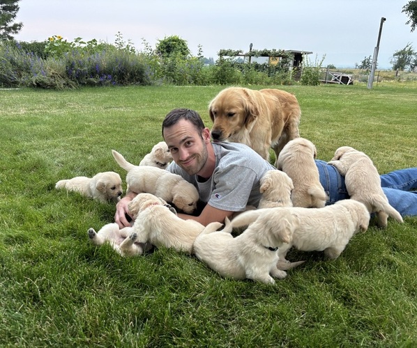 Medium Photo #1 English Cream Golden Retriever Puppy For Sale in ELLENSBURG, WA, USA