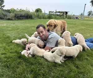 English Cream Golden Retriever Litter for sale in ELLENSBURG, WA, USA