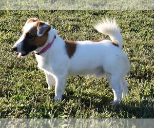 Father of the Jack Russell Terrier puppies born on 10/25/2025