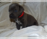Small Photo #1 Cane Corso Puppy For Sale in SAN ANTONIO, TX, USA