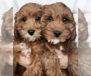 Cavapoo Puppy for Sale in WOODSTOCK, Illinois USA
