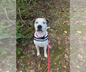 Boxer-Catahoula Leopard Dog Mix Dogs for adoption in Ellijay, GA, USA