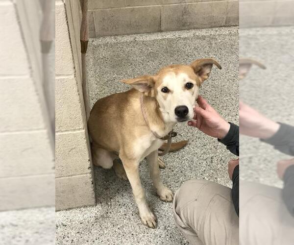 Medium Photo #1 Australian Kelpie-Unknown Mix Puppy For Sale in Conroe, TX, USA