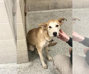 Australian Kelpie-Unknown Mix Dogs for adoption in Conroe, TX, USA