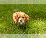 Small #4 Cocker Spaniel