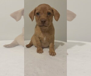 Buck #5799 - Male Chihuahua-Unknown Mix Dog for Adoption - Photo #3