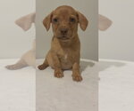 Small Photo #3 Chihuahua-Unknown Mix Puppy For Sale in Studio City, CA, USA
