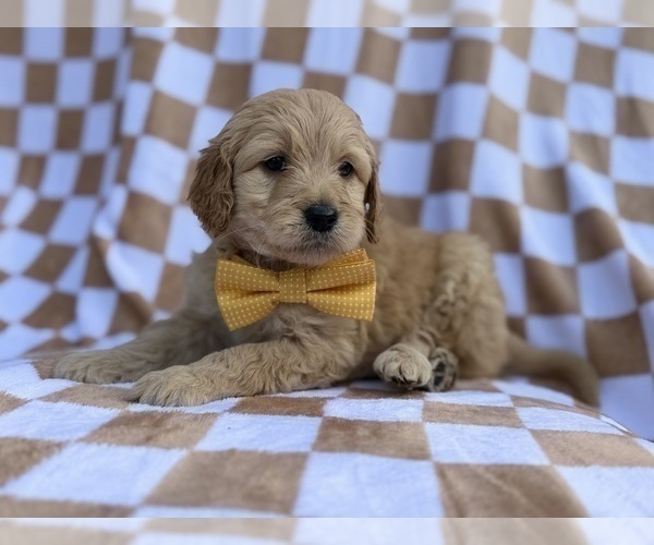 Medium Photo #3 Goldendoodle Puppy For Sale in LAKELAND, FL, USA