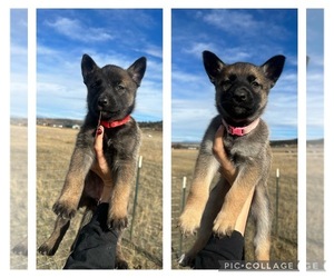 Alaskan Husky-Belgian Malinois Mix Puppy for sale in THREE FORKS, MT, USA