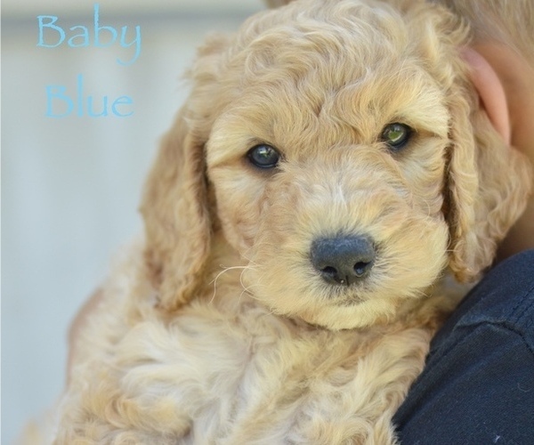 Medium Photo #6 Goldendoodle-Poodle (Miniature) Mix Puppy For Sale in SARATOGA SPRINGS, UT, USA
