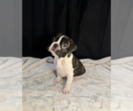 Small #2 French Bulldog