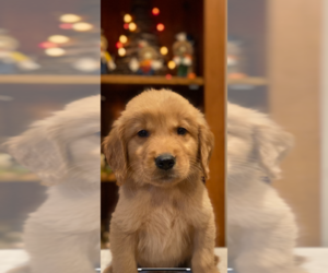 Golden Retriever Puppy for sale in COLUMBUS, IN, USA