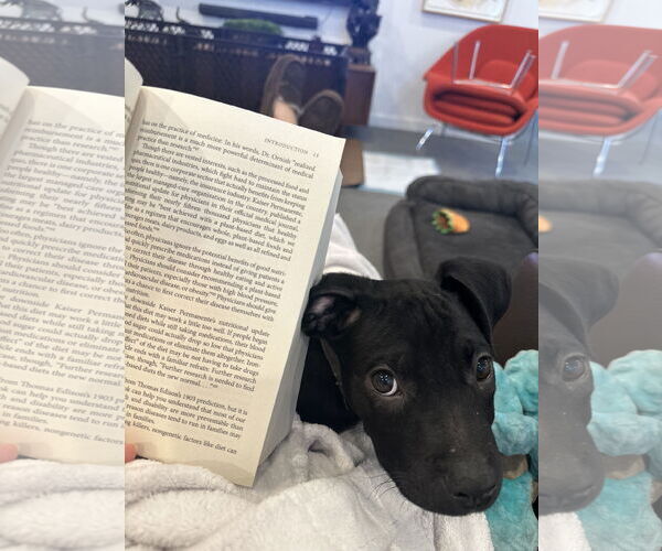 Medium Photo #4 Labrador Retriever-Unknown Mix Puppy For Sale in San Diego, CA, USA