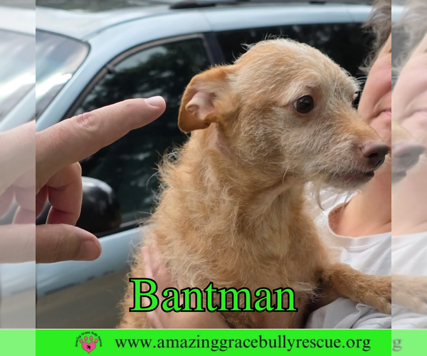 Medium Photo #2 Mutt Puppy For Sale in Pensacola, FL, USA