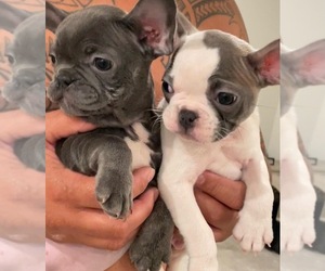 French Bulldog Puppy for sale in NORTH LAS VEGAS, NV, USA