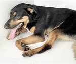 Small German Shepherd Dog Mix
