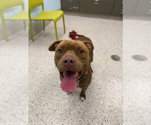 Mutt Dogs for adoption in Brighton, CO, USA
