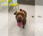 MANGO - Male Mutt Dog for Adoption - Small photo