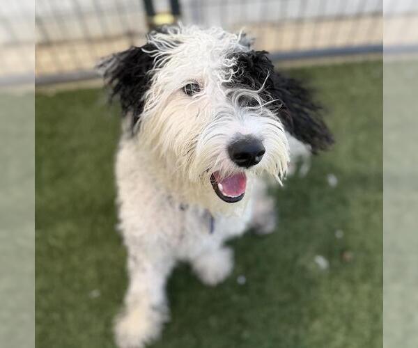 Medium Photo #3 Goldendoodle (Miniature) Puppy For Sale in San Diego, CA, USA