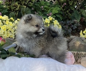 Pomeranian Puppy for sale in COLBY, WI, USA