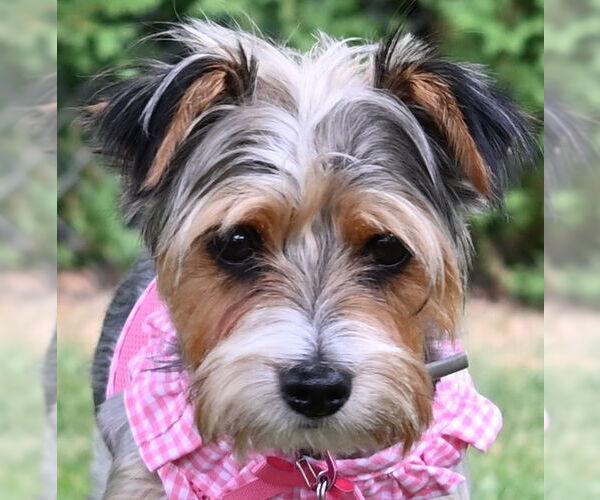 Medium Photo #2 Mutt Puppy For Sale in Allentown,, PA, USA