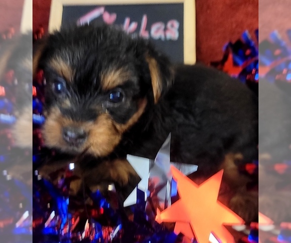 Medium Photo #9 Yorkshire Terrier Puppy For Sale in AKRON, OH, USA