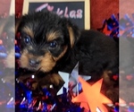 Small #8 Yorkshire Terrier