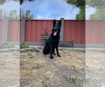 Small Photo #63 German Shepherd Dog Puppy For Sale in HAYWARD, CA, USA