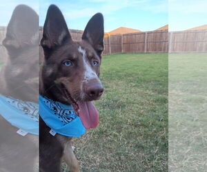 Australian Kelpie-Australian Shepherd Mix Dogs for adoption in McKinney, TX, USA