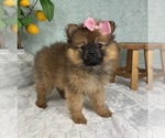 Small #1 Pomeranian