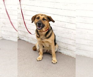 German Shepherd Dog Dogs for adoption in San Bernardino, CA, USA