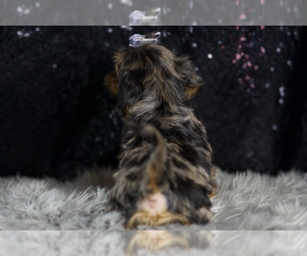 Medium Photo #30 YorkiePoo Puppy For Sale in WARSAW, IN, USA