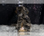 Small #5 YorkiePoo