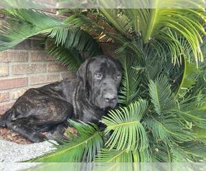 Mutt Dogs for adoption in Riverside, CA, USA