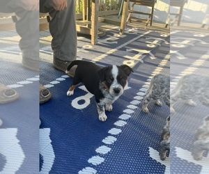 Australian Cattle Dog Puppy for sale in PORTSMOUTH, RI, USA